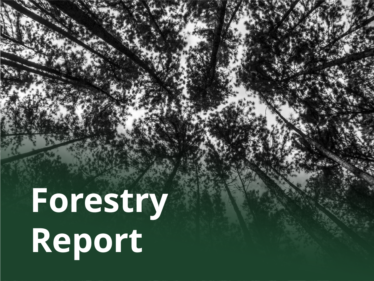 The text Forestry Report over a image of tree tops against the sky.