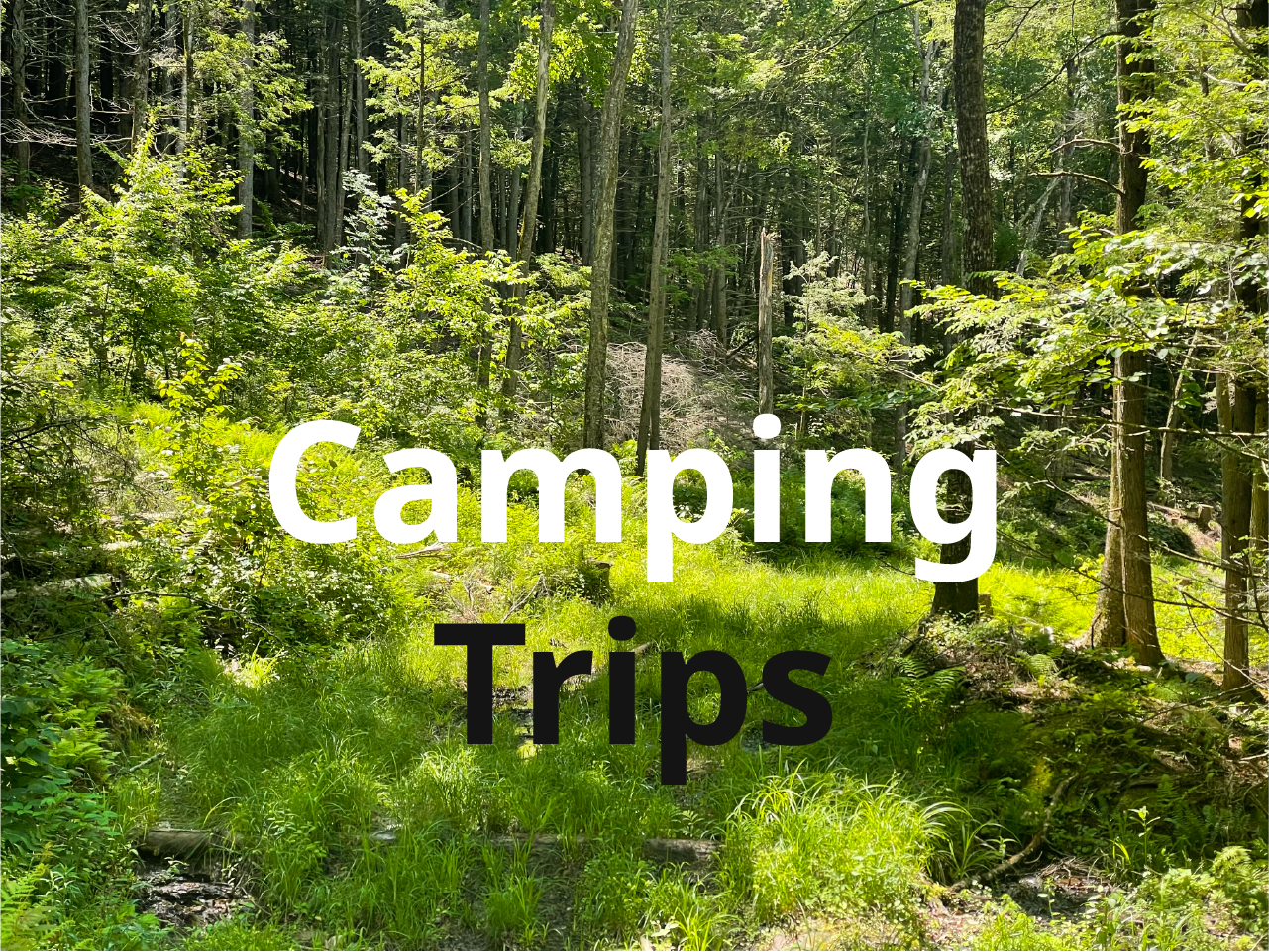 Text reading Camping Trips over an image of a forest.